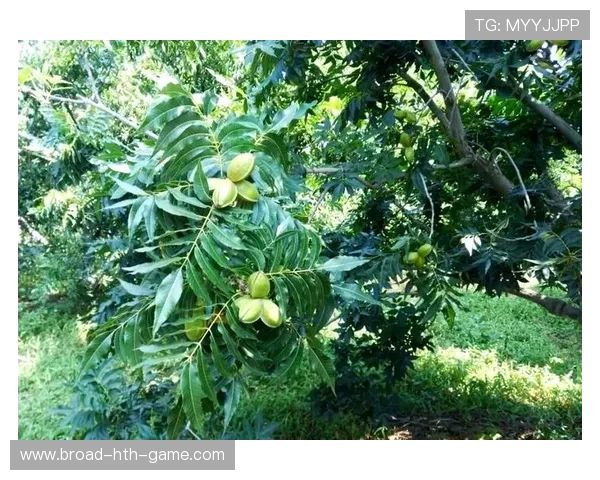 美墨碧根果遭中国反倾销调查，咋回事？，美国碧根果产区